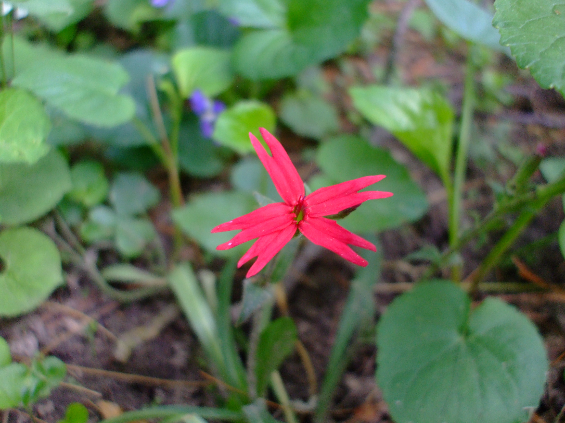 Silene virginica